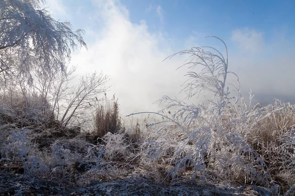 Krásné zimní počasí s bělostnými stromy a rákosí nedaleko th — Stock fotografie