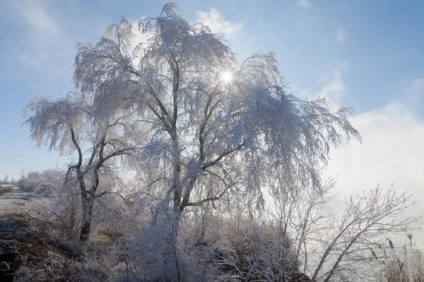 Krásné zimní počasí s bělostnými stromy a rákosí nedaleko th — Stock fotografie
