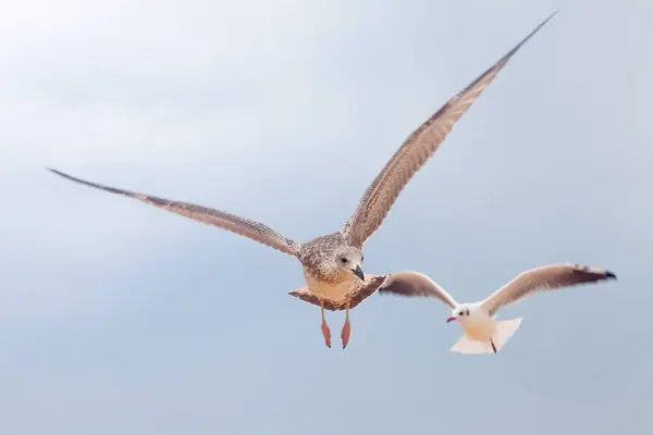 Two big gulls in blue sky looking around and flying up — Stock Photo, Image