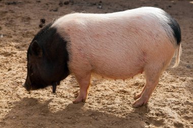 Mini domuz 2019 yıl sembolü olarak. Güneş karşı görüntülemek