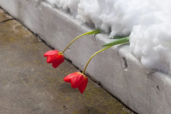 Flowering tulips were under the snow cover. — Stock Photo, Image