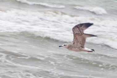 Etrafa ve deniz üzerinde uçan gökyüzünde büyük martı