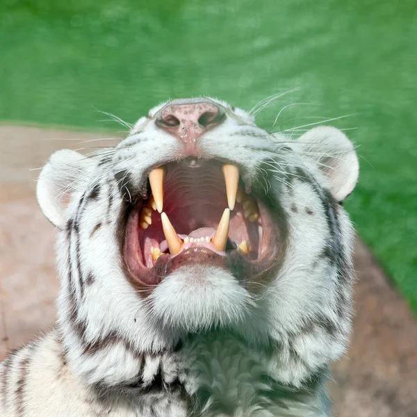 Tigre blanco bosteza y muestra sus hermosos colmillos poderosos . — Foto de Stock