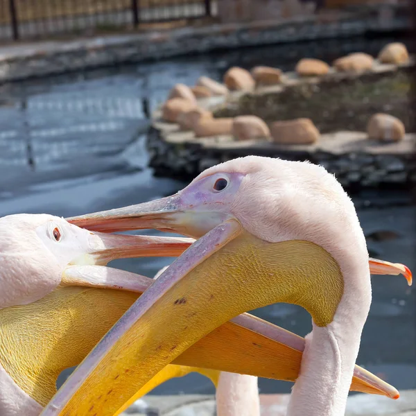 Portret van een paar grote pelikanen closeup — Stockfoto