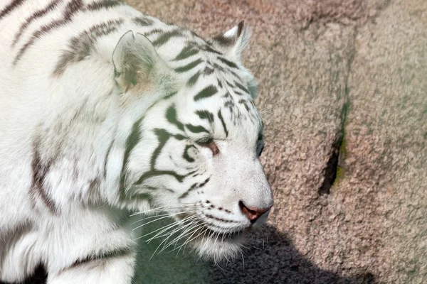 Weißer Tiger. Blick von der Seite. Nahaufnahme — Stockfoto