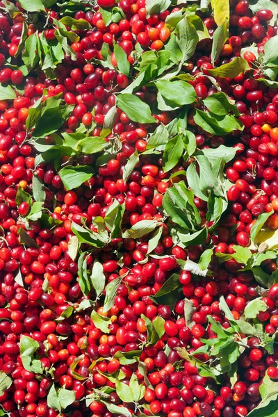 The fruits of the cornelian one of the most vitamin fruits in th — Stock Photo, Image