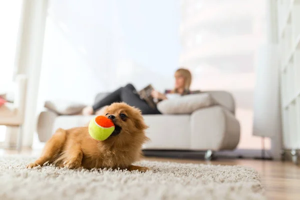 Красива молода жінка зі своїм собакою грає з м'ячем вдома . — стокове фото