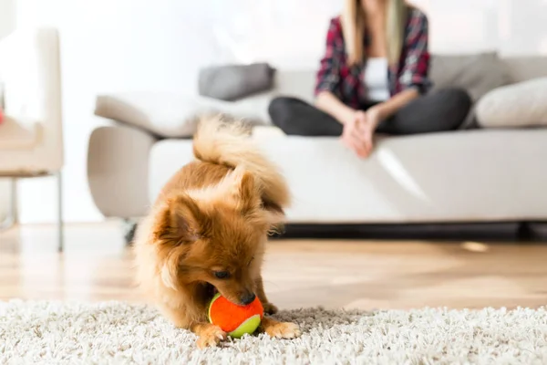 Evde topla oynamayı onun köpeği olan güzel kadın. — Stok fotoğraf