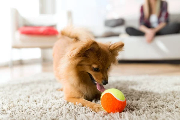 Mulher bonita com seu cão brincando com bola em casa . — Fotografia de Stock