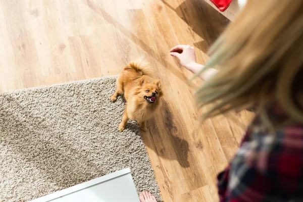 Vacker ung kvinna med hund leker hemma. — Stockfoto