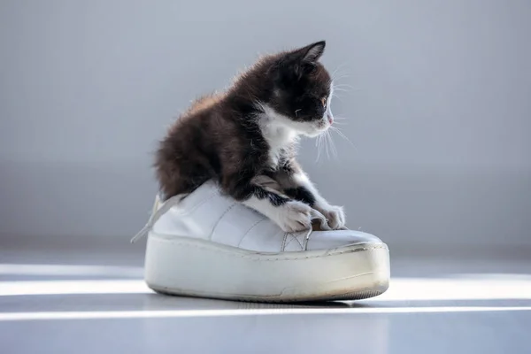 Mooie kleine zwarte kitten spelen met de veters van sneakers op de vloer thuis. — Stockfoto