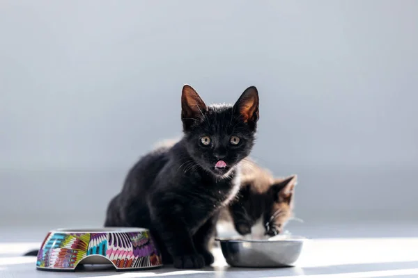 Linda gatinho preto olhando para a câmera, enquanto o outro gato lambendo leite de uma tigela colocada no chão da sala de estar . — Fotografia de Stock