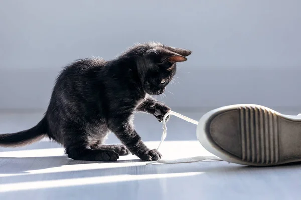 Mooie kleine zwarte kitten spelen met de veters van sneakers op de vloer thuis. — Stockfoto