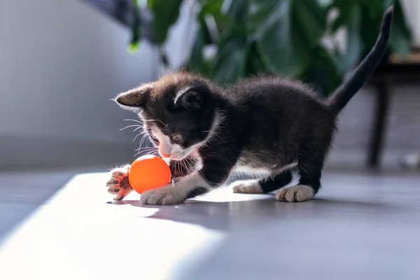 Маленький чорний кошеня грає і насолоджується помаранчевим м'ячем у вітальні будинку . — стокове фото