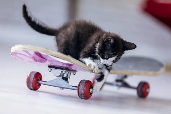 Pequeno gatinho preto brincando e sentado em um longboard na sala de estar da casa . — Fotografia de Stock