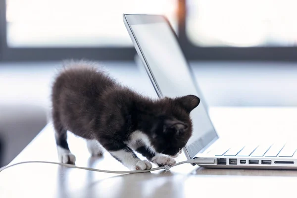 Pequeno gatinho preto brincando com o cabo do laptop na sala de estar da casa . — Fotografia de Stock