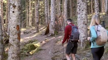 Video of two travel hikers with backpack walking while looking the landscape in the forest. Back view.