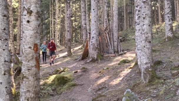 Video Two Travel Hikers Backpack Walking While Looking Landscape Forest — Stok video