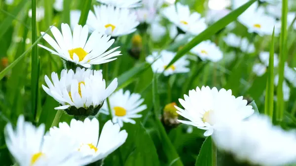 Närbild av chamomille fält — Stockfoto