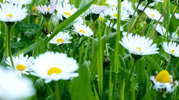 Närbild av chamomille fält — Stockfoto