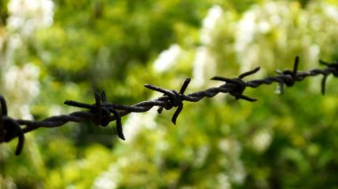 Barbwire yeşil bir arka plana dayanır