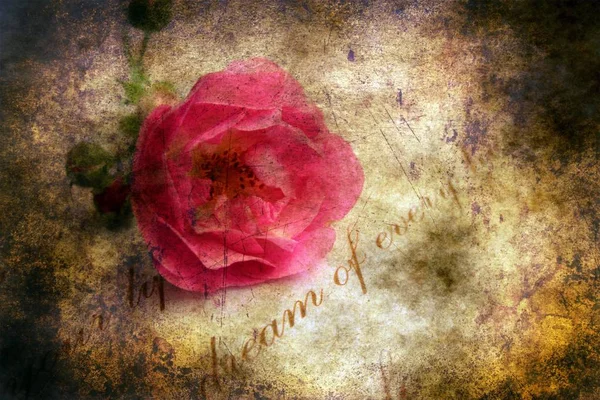Lettre d'amour et rose rouge — Photo