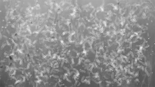 Bakterilerin mikroskop altında — Stok video