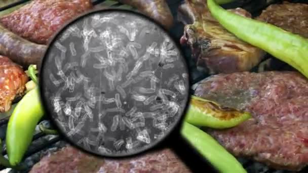 Busca de bactérias na carne — Vídeo de Stock