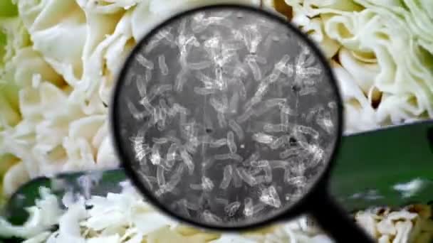 Пошук Бактерій Капусті — стокове відео