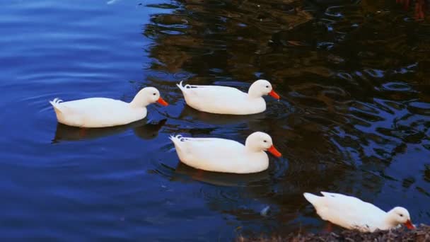 Patos nadando en pantano cámara lenta — Vídeos de Stock