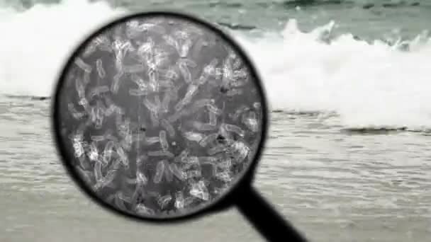 Buscando bacterias en el agua — Vídeo de stock