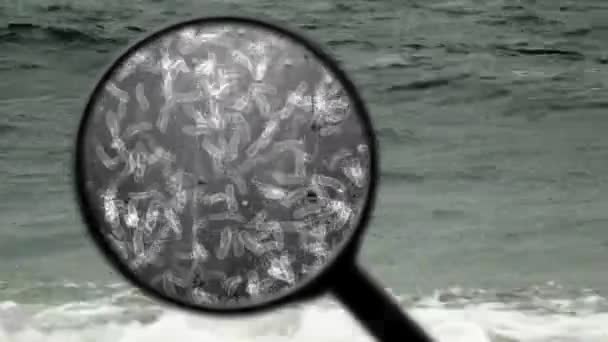 Searching for bacterias in water — Stock Video