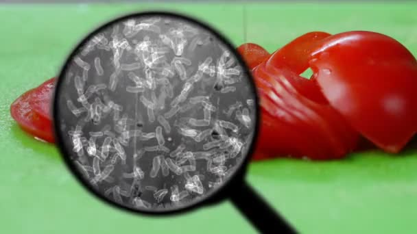 Recherche de bactéries dans les aliments — Video