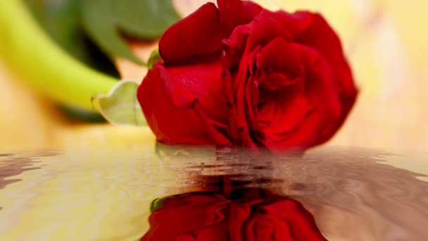 Red rose reflecting in the water — Stock Video