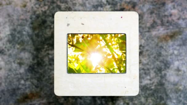 Rayos de luz brillan a través del árbol en la película de diapositivas — Vídeo de stock