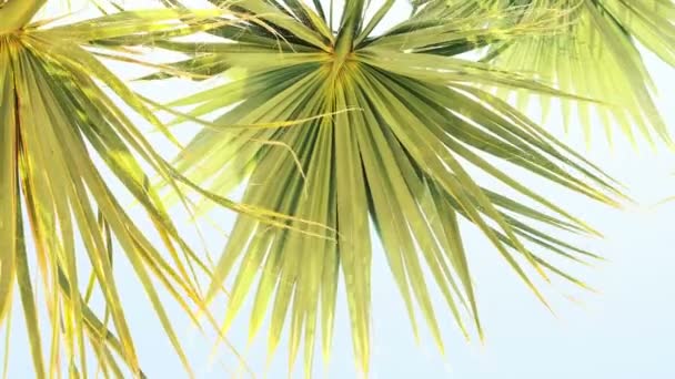 Пальмовые листья против неба — стоковое видео