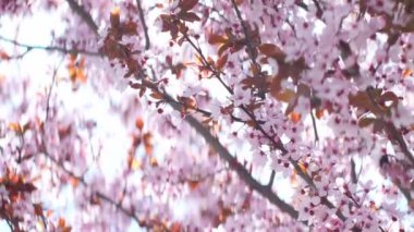 ilkbaharda çiçek açan kiraz pembe çiçekler