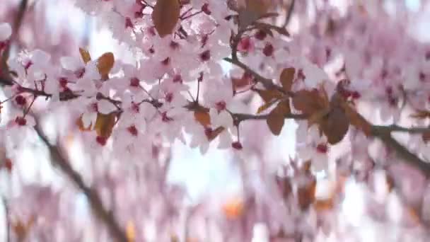 Cherry-roze bloemen bloeien in de lente — Stockvideo