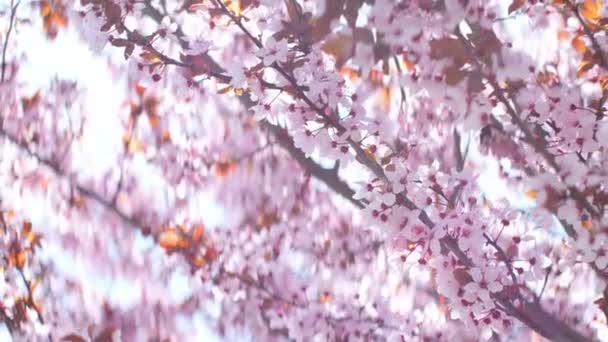 Ροζ κεράσι λουλούδια που ανθίζουν την άνοιξη — Αρχείο Βίντεο