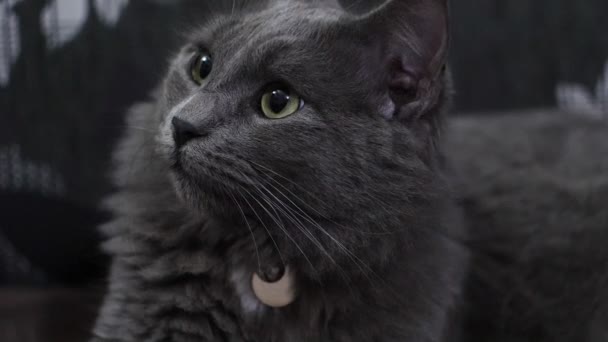 Beau chat gris au ralenti — Video