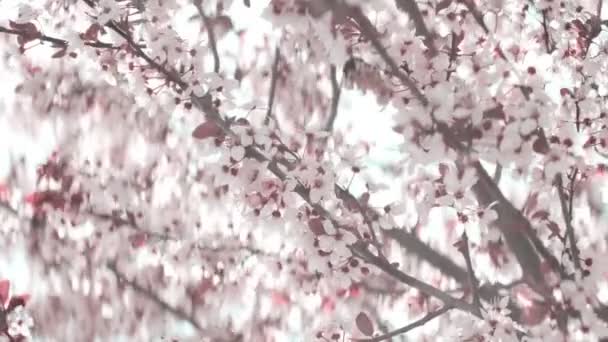 Flores de cerezo rosa floreciendo en primavera — Vídeo de stock