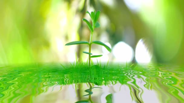 Jeune arbre sur fond vert reflet dans l'eau — Video