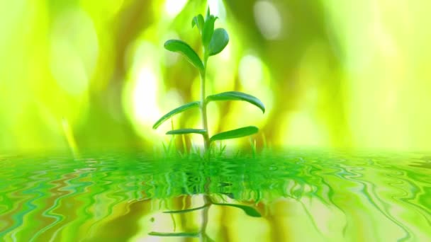 Молодое дерево над зеленым отражением маяка в воде — стоковое видео