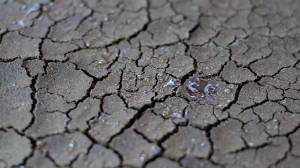 Краплі води падають на сухий перелом грунту посухи — стокове відео