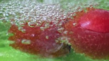 Domateslerde Bakteri Aranıyor