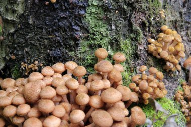 Orman. Ormanda mantar.