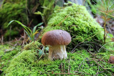 Orman. Ormanda mantar.