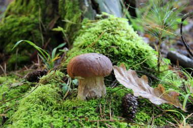 Orman. Ormanda mantar.