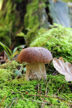 Orman. Ormanda mantar.