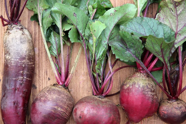 Fresh organic beet — Stock Photo, Image